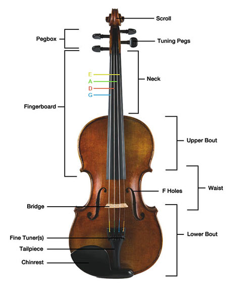 parts of the violin